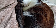 Prince a rejoint le concours — aidez-le/la à gagner de superbes lots ! cat, sleeping, black_and_white, curled_up, tail, fur, blanket, indoor, cozy, resting, peaceful, pet, animal, soft, cute, domestic, feline, relaxed, bedroom, nap