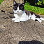 Prince a rejoint le concours — aidez-le/la à gagner de superbes lots ! cat, black_and_white, outdoor, sunlight, stone, rock, grass, nature, animal, pet, relaxed, lying_down, collar, daytime, shadow, close_up, quiet, peaceful, fur, whiskers