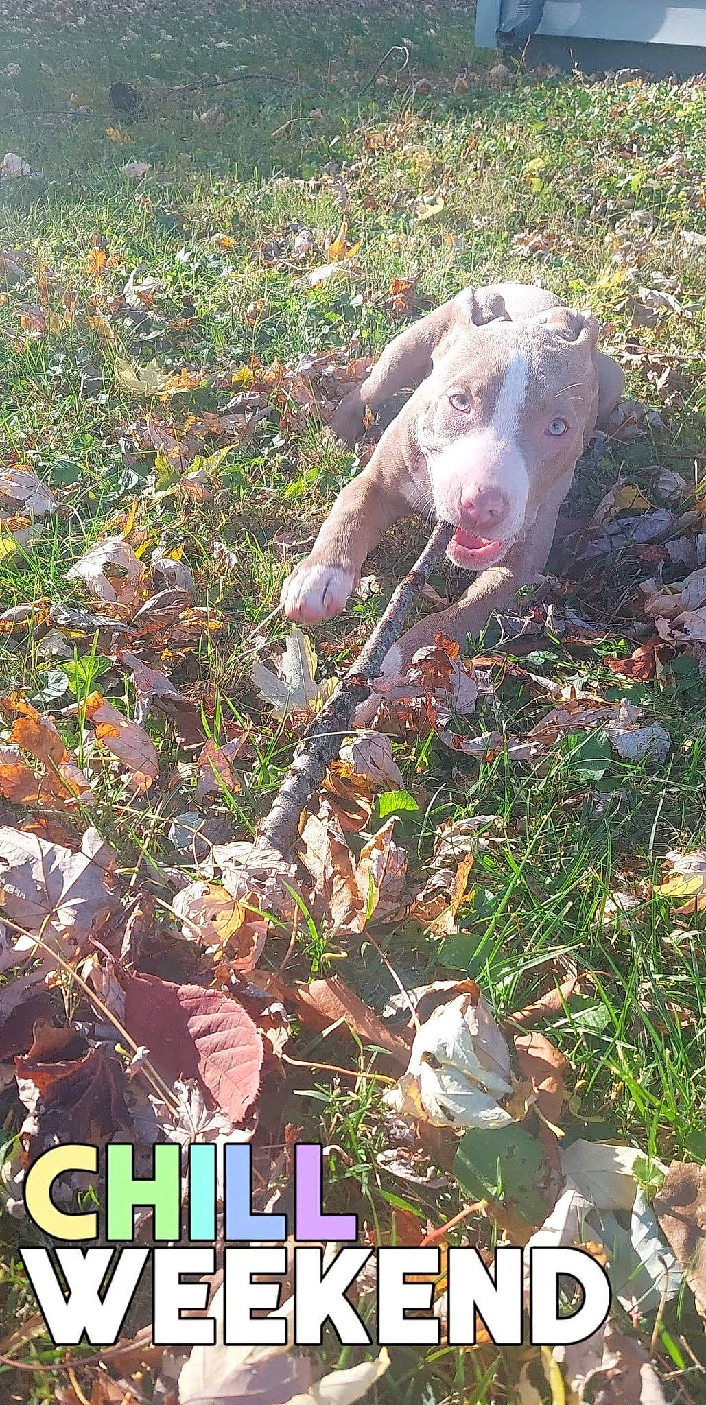 Deuce is registered to the contest to win money with this photo: canidae, carnivore, collar, companion_dog, dog, dog_breed, dog_collar, fawn, grass, groundcover, gun_dog, liver, logo, plant, pointing_breed, shrub, sporting_group, terrestrial_animal, toy, working_animal