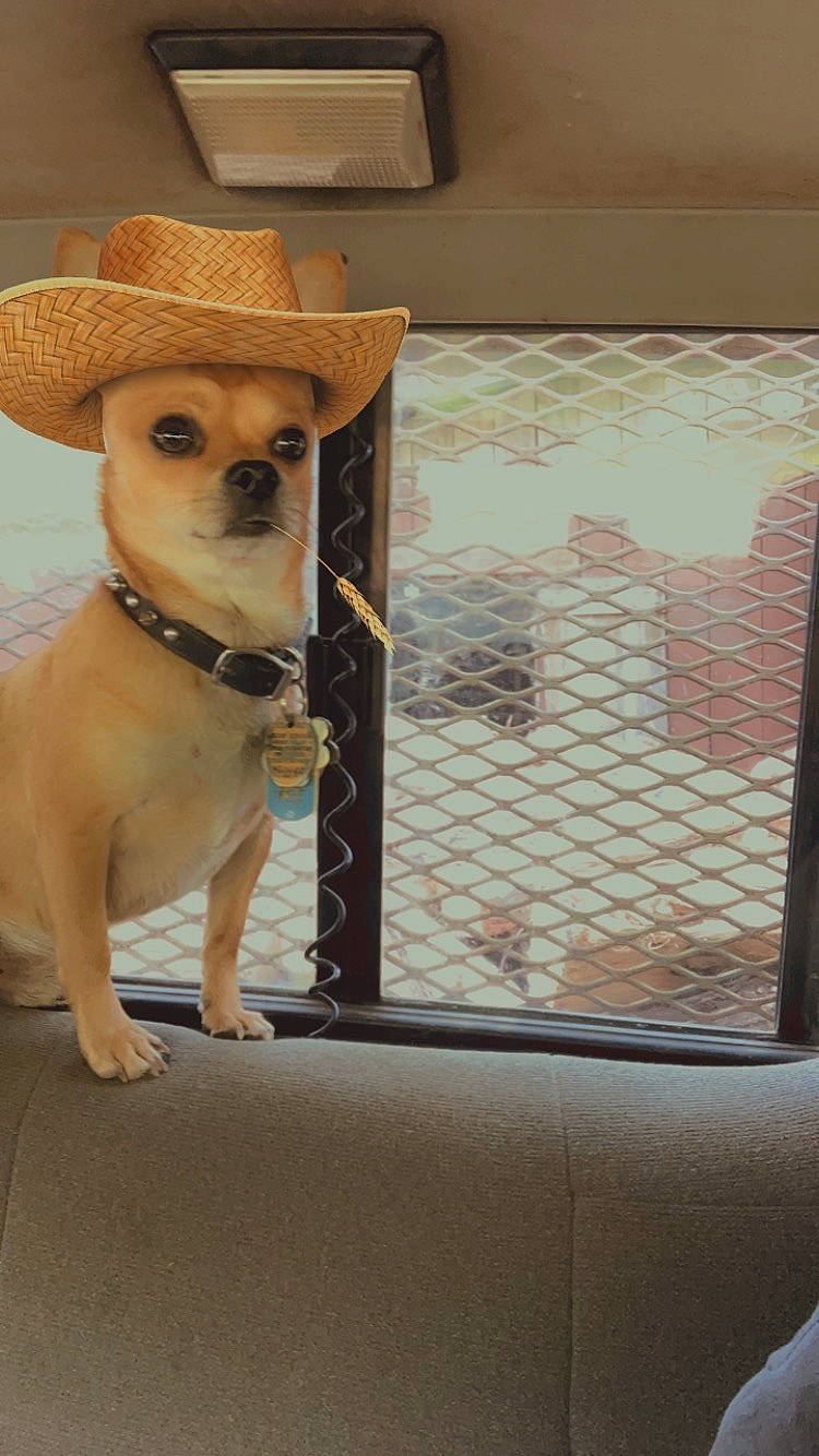 Litbit joined the competition — help win amazing prizes! carnivore, collar, companion_dog, dog, dog_breed, dog_collar, eyewear, fawn, fedora, flooring, glasses, hat, pet_supply, snout, sun_hat, sunglasses, toy_dog, whiskers, wood, working_animal