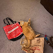 Daisy is registered to the contest to win money with this photo: animal, brown_paper_bag, carpet, casual, cat, cat_toy, cozy, curious, domestic, feline, floor, household, indoor, orange_tabby, pet, playful, red_bag, relaxed, shopping_bag, sprawled