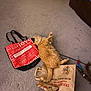 animal, brown_paper_bag, carpet, casual, cat, cat_toy, cozy, curious, domestic, feline, floor, household, indoor, orange_tabby, pet, playful, red_bag, relaxed, shopping_bag, sprawled