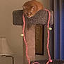carpeted, cat, cat_tree, cozy, curtain, decor, feline, framed_art, furniture, home, indoor, lamp, orange_tabby, pastel_balls, perched, pet, pink_string, relaxed, soft_lighting, watchful