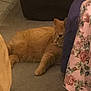 animal, bedspread, carpet, cat, cozy, cute, domestic_cat, feline, floor, floral_pattern, furniture, hiding, home, indoor, orange_tabby, pet, relaxed, resting, shy, tabby