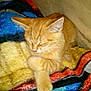 cat, kitten, orange_cat, sleeping, blanket, cozy, paw, fur, resting, cute, pet, indoor, soft_texture, warm_colors, animal, feline, relaxing, comfort, domestic_cat, young_cat