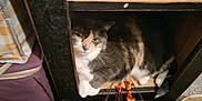 Mittens joined the competition — help win amazing prizes! cat, calico_cat, wooden_shelf, indoor, decorative_berries, fabric_bag, purple_container, floor, home, pet, feline, resting, cozy, curious, whiskers, paws, fur, animal, household_items, sitting