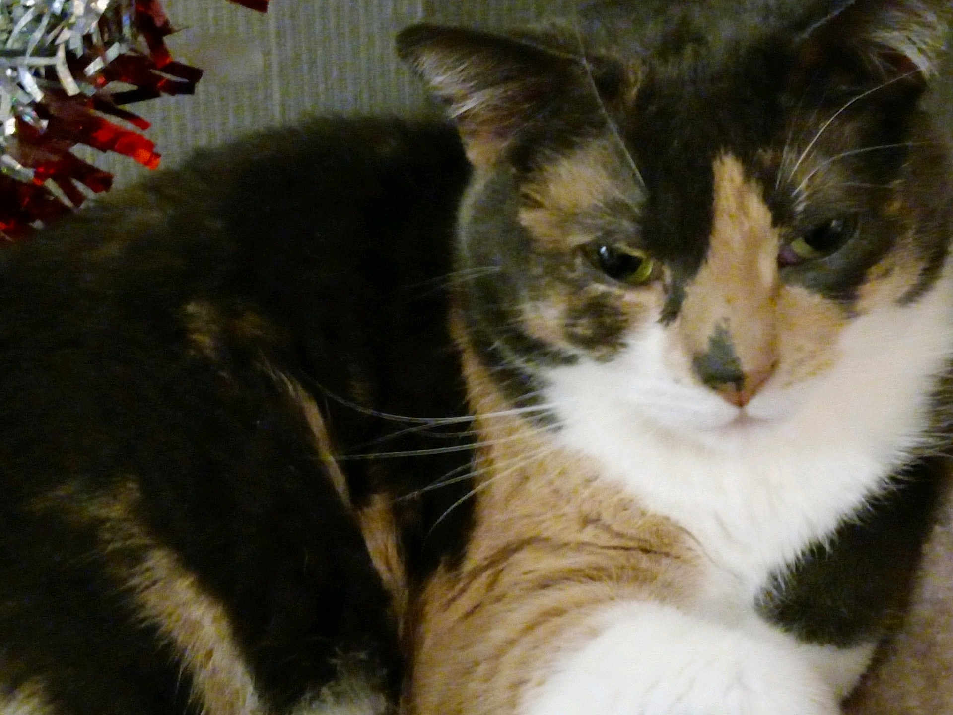 Mittens