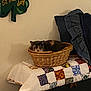 Mittens is registered to the contest to win money with this photo: cat, calico_cat, basket, quilt, patchwork, pillow, indoor, furniture, wall_decoration, st_patricks_day, holiday, cozy, sleeping, resting, home, decor, fabric, textile, colorful, comfortable