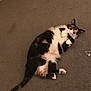 Mittens joined the competition — help win amazing prizes! cat, calico_cat, lying_down, carpet, indoor, pet, relaxed, fur, whiskers, tail, earphones, floor, domestic_animal, animal, cute, resting, mammal, feline, black, white
