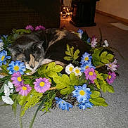 Mittens joined the competition — help win amazing prizes! cat, sleeping, flower_wreath, artificial_flowers, purple_flowers, blue_flowers, white_flowers, green_leaves, carpet, indoor, pet, cozy, resting, feline, home, decor, animal, relaxing, cute, wreath