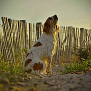 Charly participe au concours pour gagner de l'argent avec cette photo : dog, brown_and_white, sitting, outdoor, fence, sunlight, nature, path, grass, rustic, canine, pet, animal, calm, golden_hour, focus, rural, scenery, peaceful, looking_up