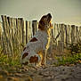 dog, brown_and_white, sitting, outdoor, fence, sunlight, nature, path, grass, rustic, canine, pet, animal, calm, golden_hour, focus, rural, scenery, peaceful, looking_up