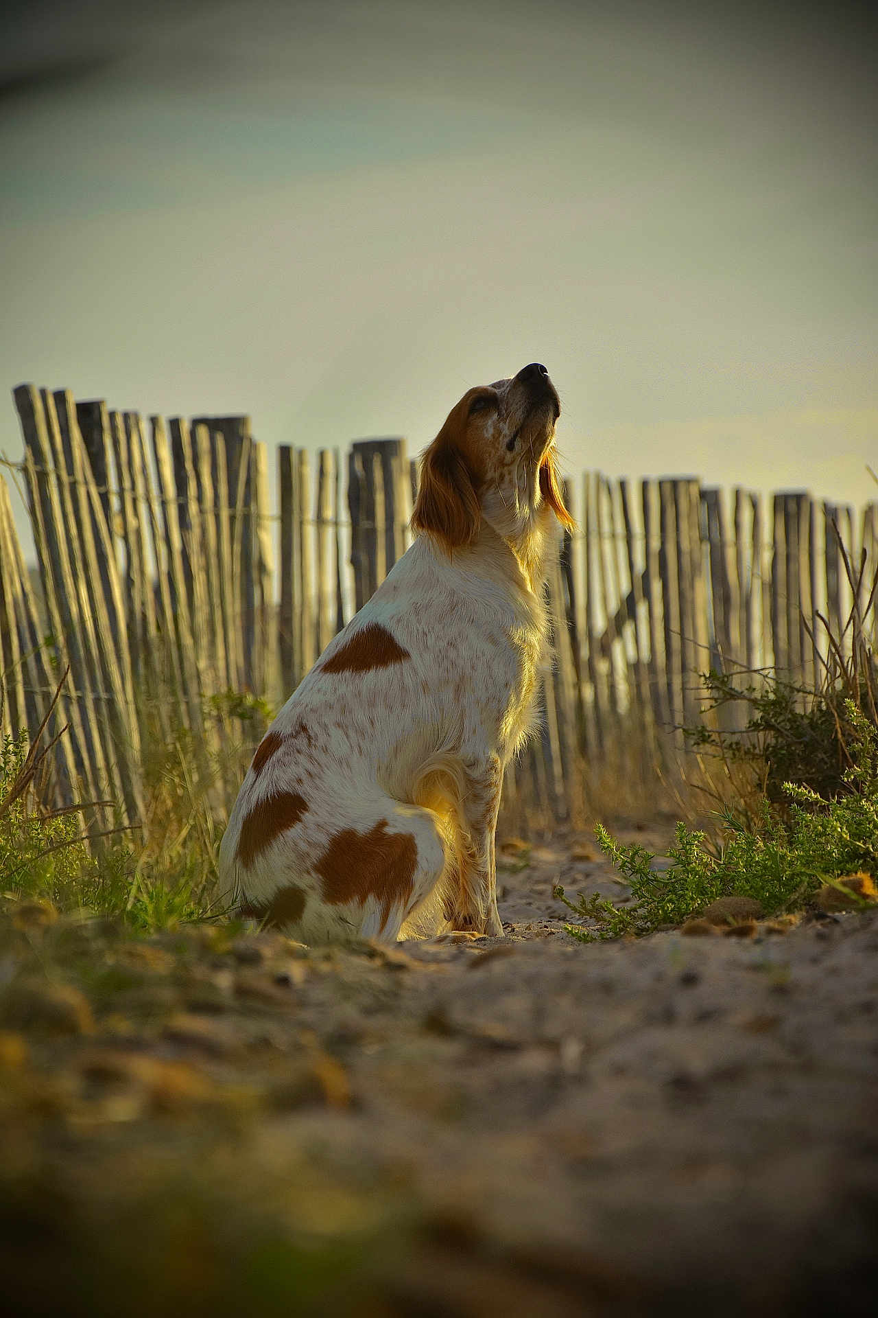 Charly
