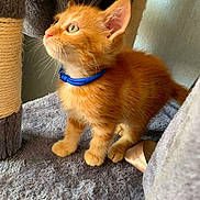 Caramel a rejoint le concours — aidez-le/la à gagner de superbes lots ! kitten, cat, orange_cat, blue_collar, curious, pet, indoor, carpet, scratching_post, feline, young_animal, fluffy, whiskers, cute, small, domestic, animal, fur, portrait, side_view