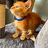 kitten, cat, orange_cat, blue_collar, curious, pet, indoor, carpet, scratching_post, feline, young_animal, fluffy, whiskers, cute, small, domestic, animal, fur, portrait, side_view