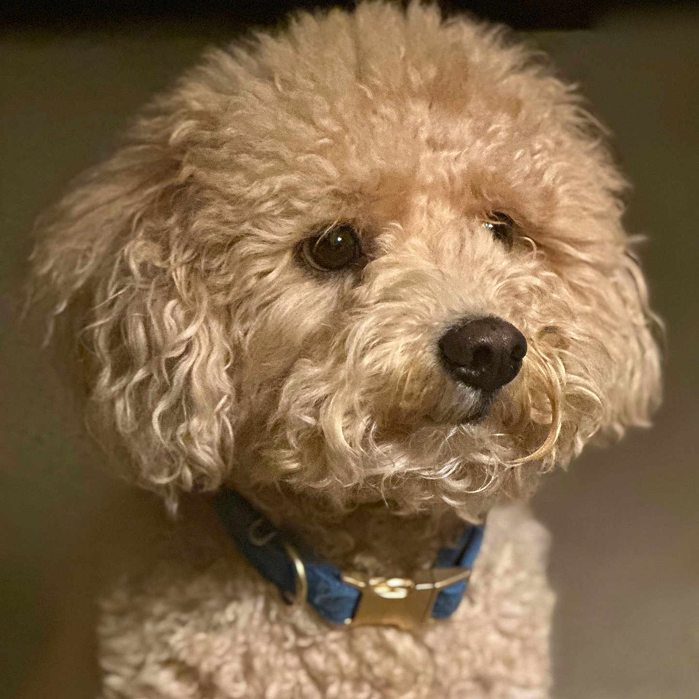 Gigi joined the competition — help win amazing prizes! dog, curly_fur, blue_collar, pet, animal, portrait, close_up, fluffy, brown_eyes, indoor, cute, canine, mammal, companion, domestic, fur, face, looking_away, adorable, soft_lighting