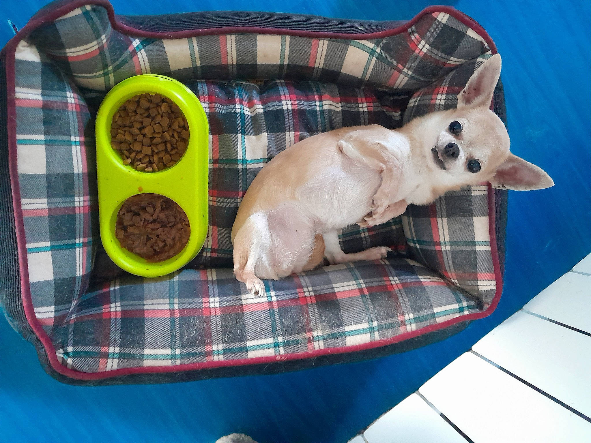 Harmony participe au concours pour gagner de l'argent avec cette photo : animal_feed, carnivore, cat_supply, comfort, companion_dog, dog, dog_breed, dog_supply, fawn, ingredient, linens, pattern, pet_food, pet_supply, plaid, recipe, snout, tartan, toy_dog, working_animal