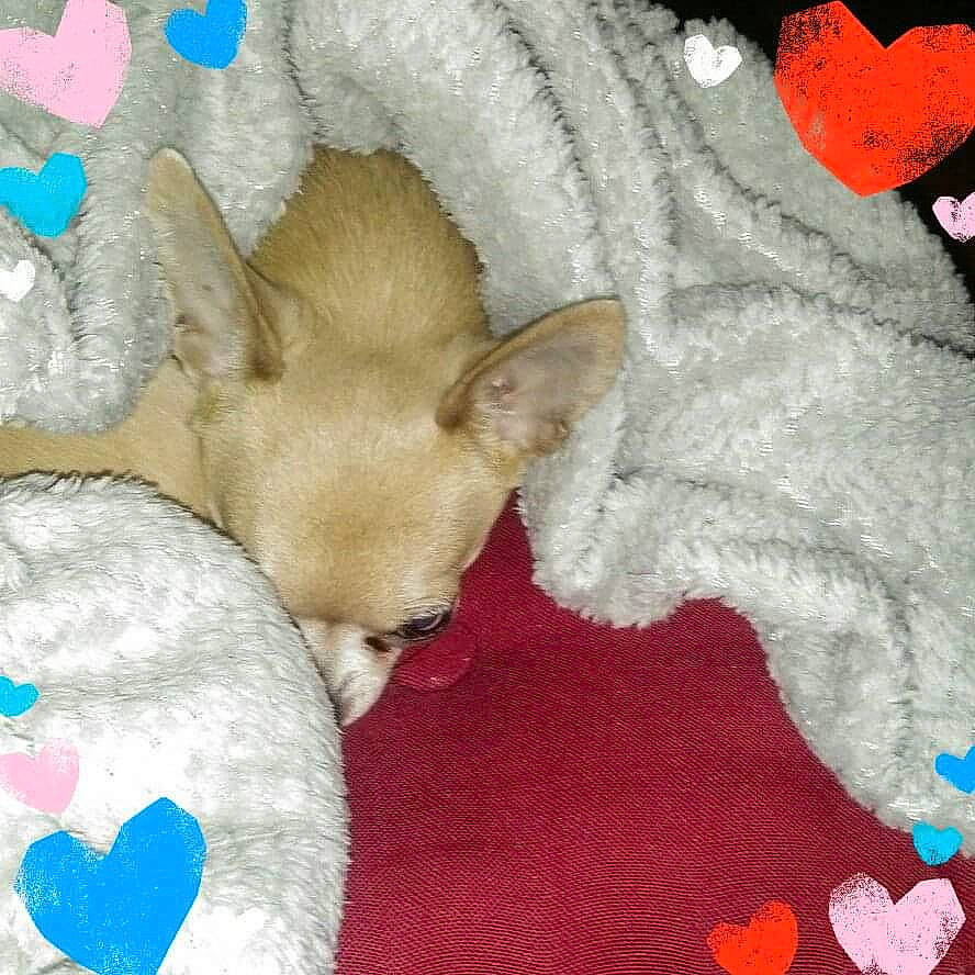 Harmony a rejoint le concours — aidez-le/la à gagner de superbes lots ! carmine, carnivore, comfort, companion_dog, coquelicot, dog, dog_bed, dog_breed, dog_supply, fawn, felidae, fur, linens, nap, paw, pet_supply, small_to_medium_sized_cats, tail, toy_dog, whiskers