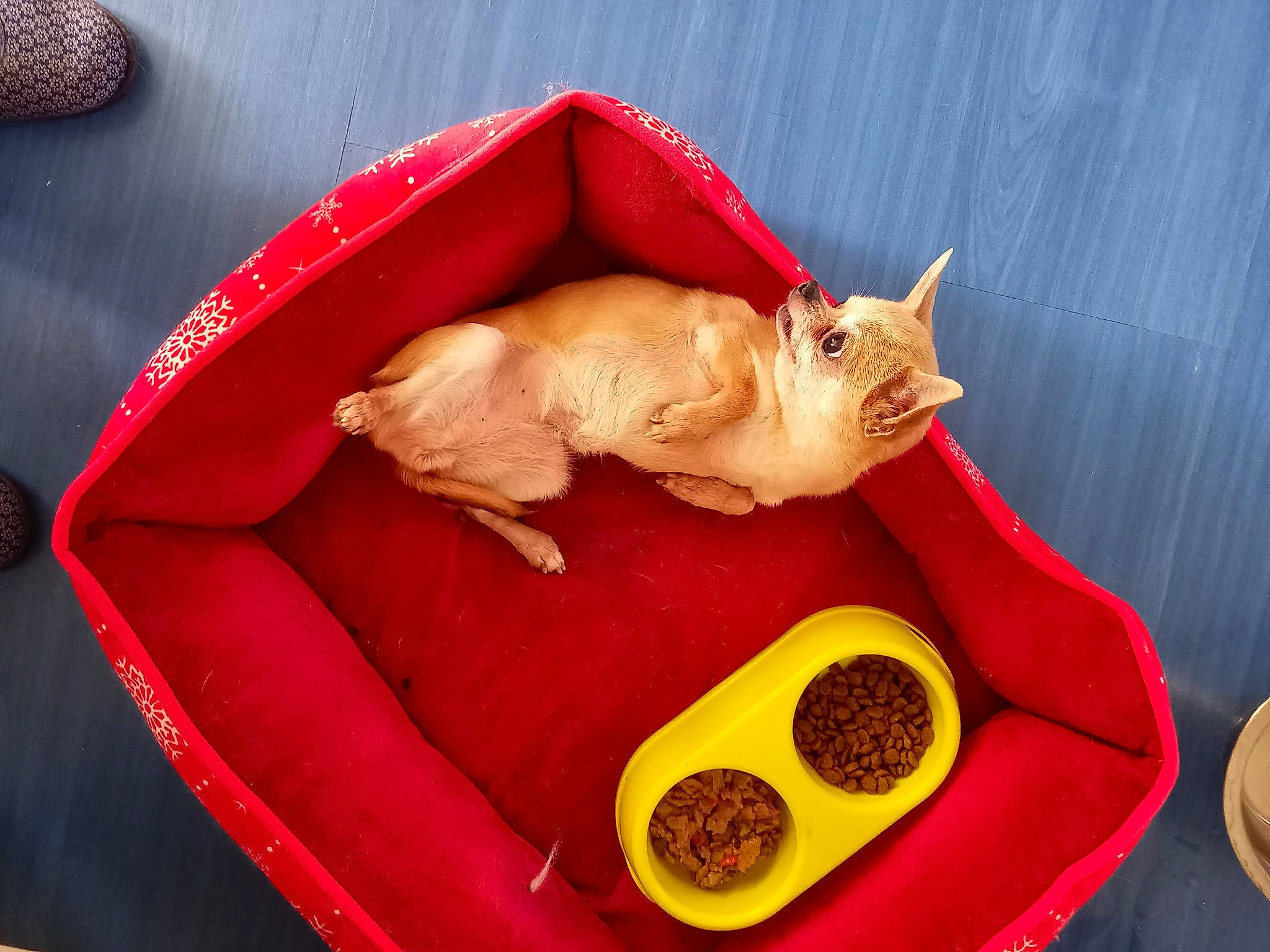 Harmony participe au concours pour gagner de l'argent avec cette photo : animal_feed, cat, comfort_food, companion_dog, cuisine, dish, dog_food, dog_supply, fawn, felidae, ingredient, linens, pet_food, pet_supply, recipe, red, small_animal_food, small_to_medium_sized_cats, whiskers, zingiber