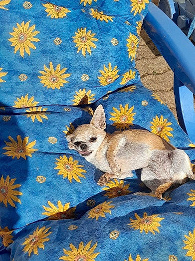 Harmony participe au concours pour gagner de l'argent avec cette photo : art, bedding, blue, carnivore, chair, comfort, creative_arts, fawn, felidae, home_accessories, linens, pattern, siamese, tail, terrestrial_animal, textile, visual_arts, wildlife