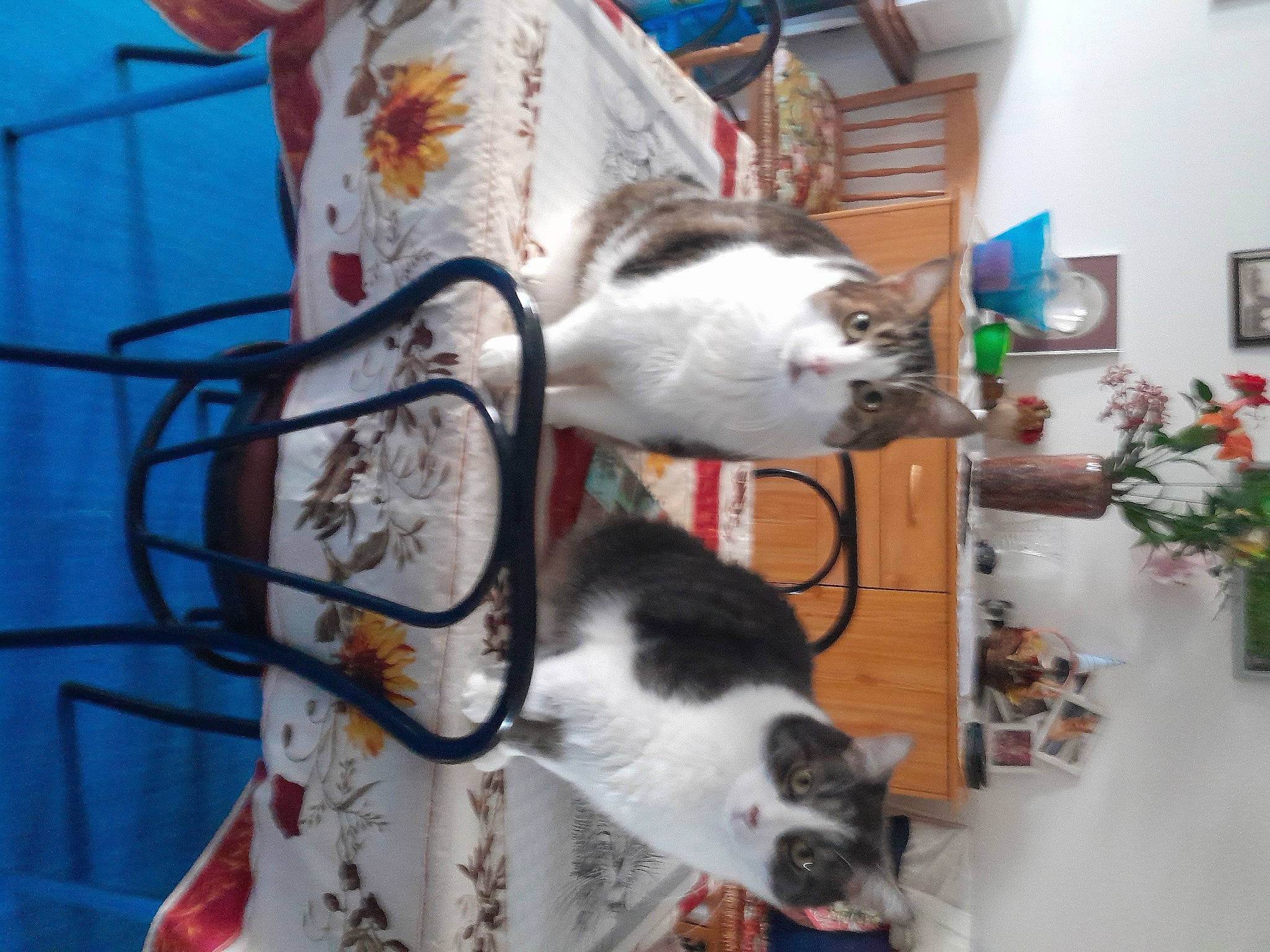 Roméo participe au concours pour gagner de l'argent avec cette photo : canidae, carnivore, cat, domestic_short_haired_cat, felidae, flowerpot, fur, houseplant, picture_frame, plant, small_to_medium_sized_cats, tail, whiskers, wood