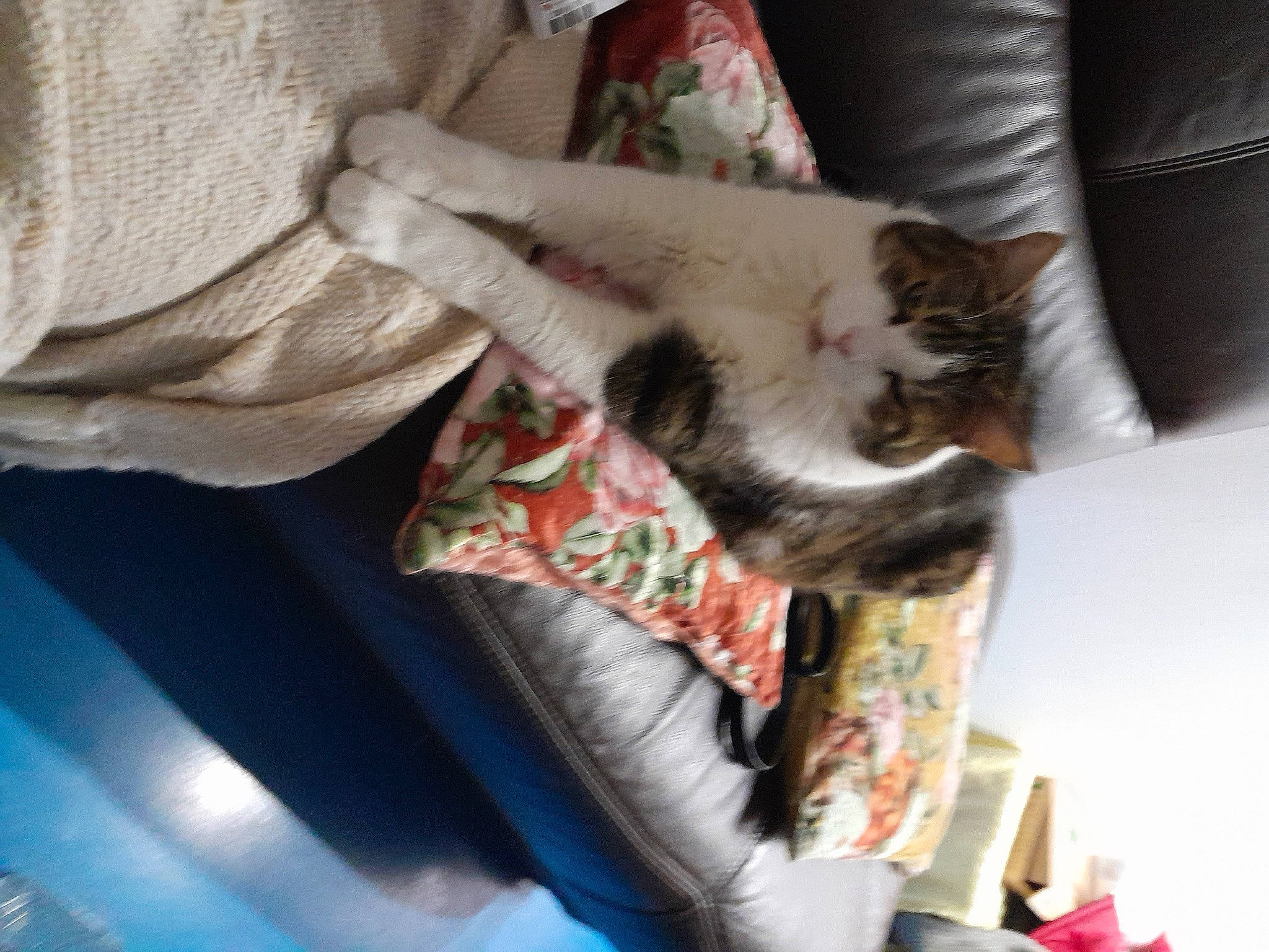 Roméo a rejoint le concours — aidez-le/la à gagner de superbes lots ! canidae, carnivore, cat, comfort, couch, domestic_short_haired_cat, fawn, felidae, fur, human_leg, lap, linens, nap, room, small_to_medium_sized_cats, tail, textile, thigh, whiskers, wood