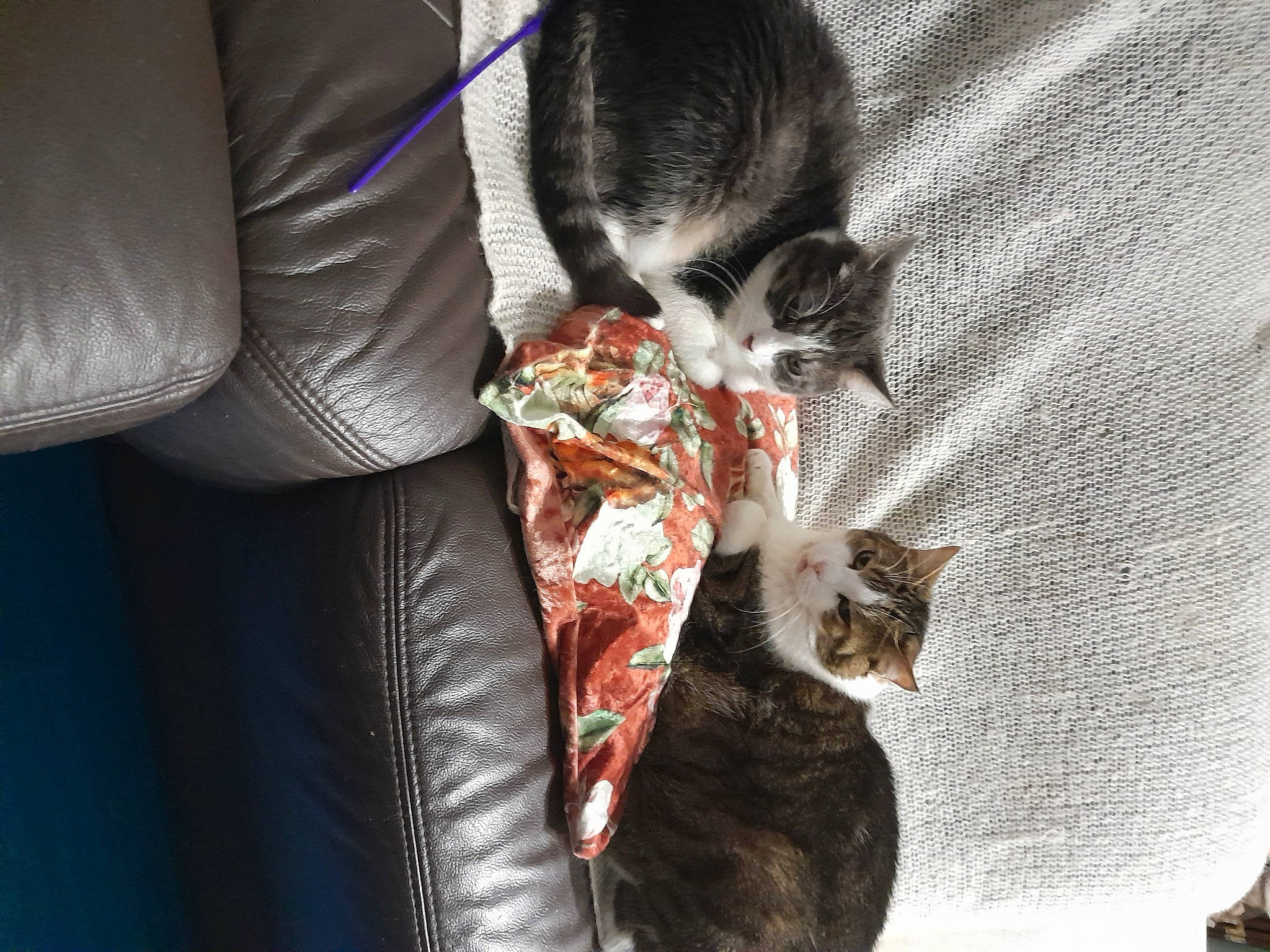 Roméo a rejoint le concours — aidez-le/la à gagner de superbes lots ! carnivore, cat, claw, comfort, domestic_short_haired_cat, electric_blue, fawn, felidae, fur, grey, human_leg, linens, mammal, paw, small_to_medium_sized_cats, snout, tail, textile, tree, whiskers