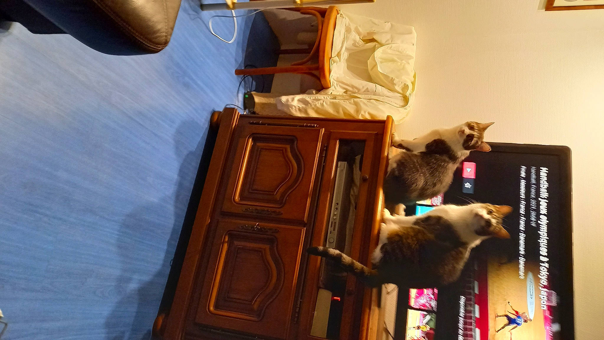 Roméo a rejoint le concours — aidez-le/la à gagner de superbes lots ! brown, carnivore, cat, cat_supply, door, felidae, floor, flooring, hardwood, home_door, house, interior_design, pet_supply, shelving, small_to_medium_sized_cats, tail, varnish, whiskers, wood, wood_stain