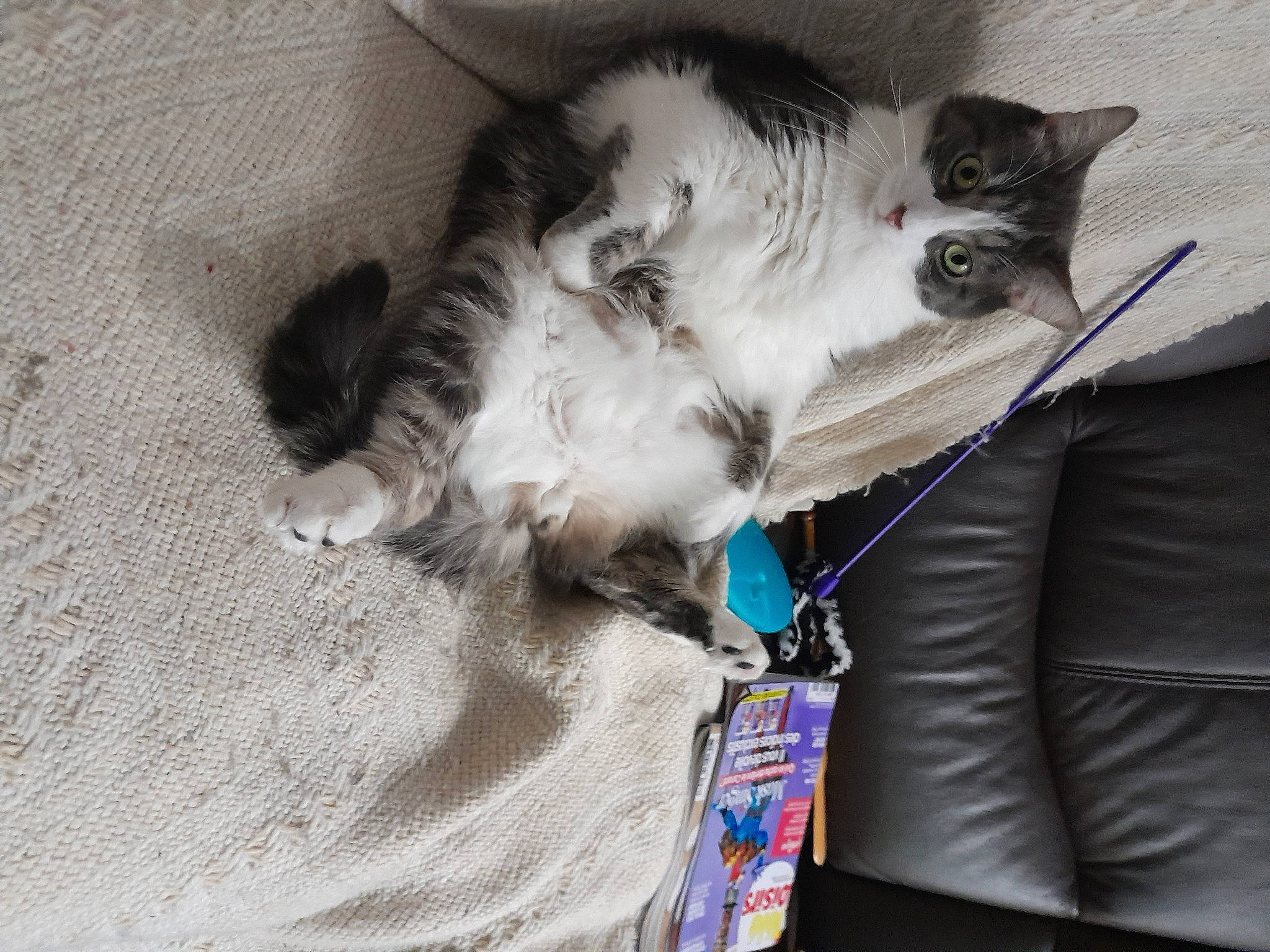 Prince a rejoint le concours — aidez-le/la à gagner de superbes lots ! box, cardboard, carnivore, cat, claw, comfort, domestic_short_haired_cat, electric_blue, felidae, fur, grey, paw, small_to_medium_sized_cats, snout, tail, whiskers