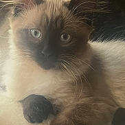 Flynn is registered to the contest to win money with this photo: animal, blanket, blue_eyes, cat, closeup, cute, ears, feline, fluffy, fur, indoor, paw, pet, portrait, relaxed, resting, siamese_cat, soft, whiskers, wood