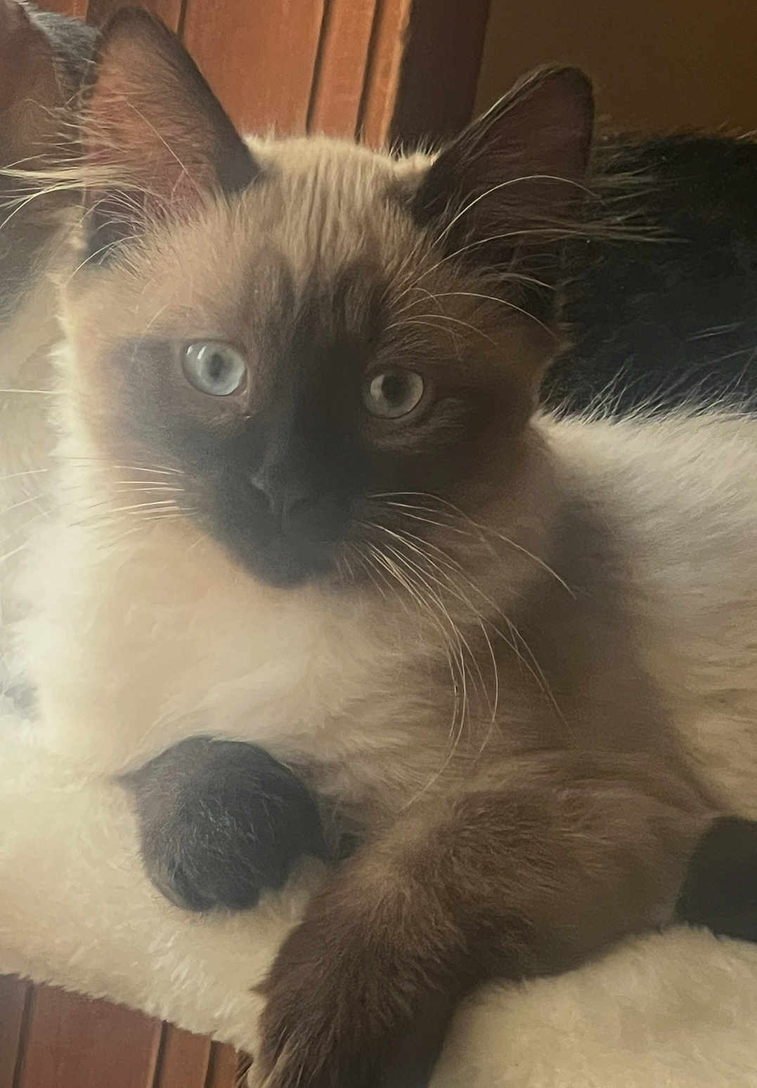 Flynn