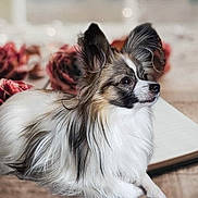 Tyria a rejoint le concours — aidez-le/la à gagner de superbes lots ! animal, black_fur, blurred_background, calm, cute, dog, ears_up, flower, fluffy, indoor, long_hair, open_book, papillon, pet, portrait, resting, rose, side_view, small_dog, white_fur