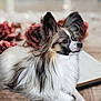 animal, black_fur, blurred_background, calm, cute, dog, ears_up, flower, fluffy, indoor, long_hair, open_book, papillon, pet, portrait, resting, rose, side_view, small_dog, white_fur