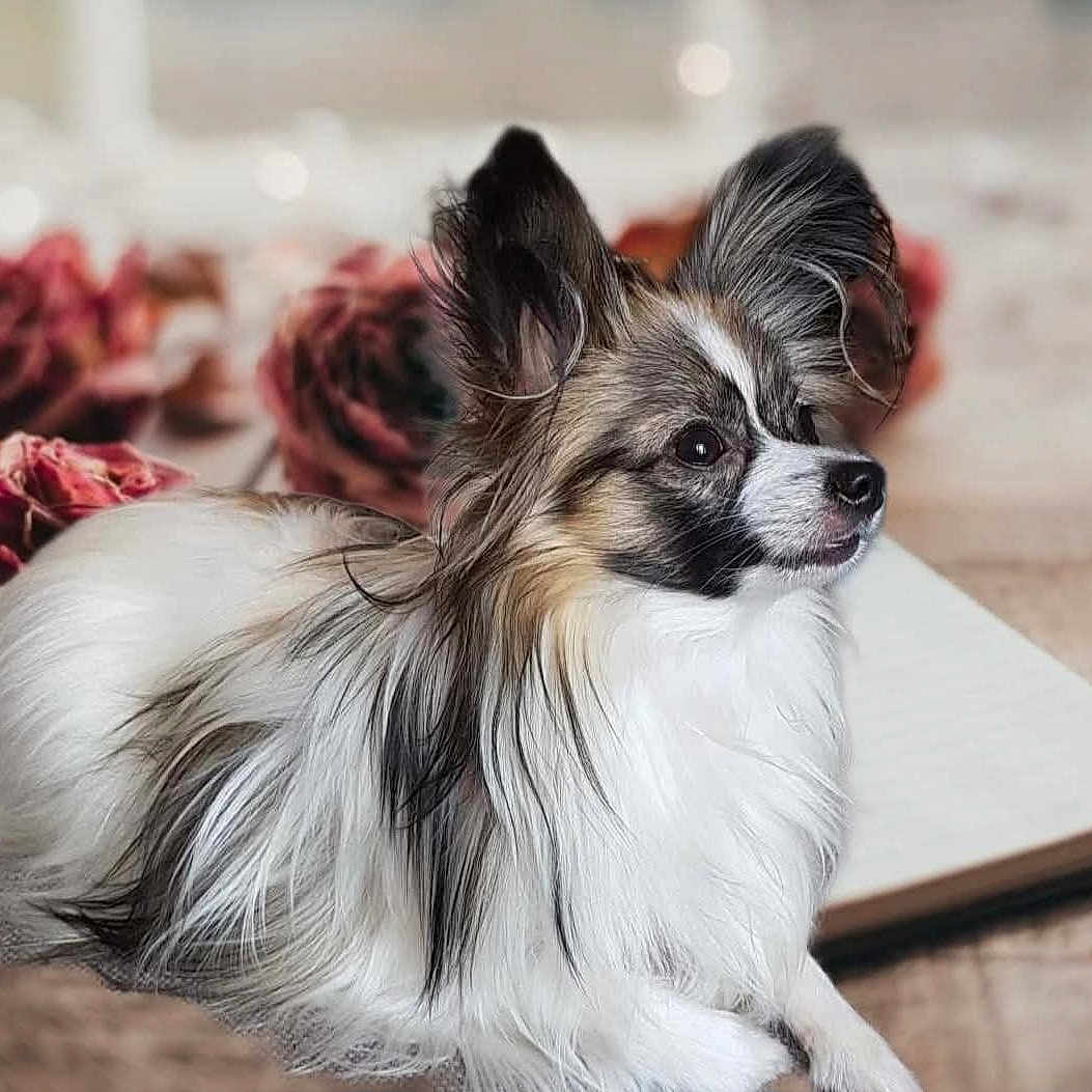 Tyria a rejoint le concours — aidez-le/la à gagner de superbes lots ! animal, black_fur, blurred_background, calm, cute, dog, ears_up, flower, fluffy, indoor, long_hair, open_book, papillon, pet, portrait, resting, rose, side_view, small_dog, white_fur