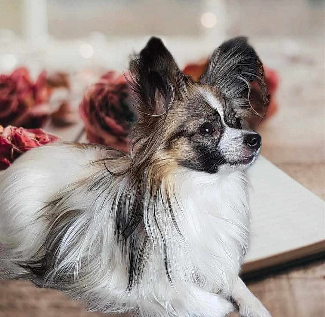Tyria a rejoint le concours — aidez-le/la à gagner de superbes lots ! animal, black_fur, blurred_background, calm, cute, dog, ears_up, flower, fluffy, indoor, long_hair, open_book, papillon, pet, portrait, resting, rose, side_view, small_dog, white_fur