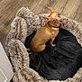 dog, brown_dog, pet_bed, fluffy_bed, wooden_floor, indoor, small_dog, looking_back, black_cushion, cozy, furniture, flooring, canine, domestic_animal, companion_animal, relaxed, home, animal_bed, curious, pet