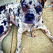 Messiah joined the competition — help win amazing prizes! animal, blue_eye, brown_eye, calm, canine, closeup, collar, concrete, dog, ears, heterochromia, leash, looking_at_camera, lying_down, merle_coat, outdoor, paw, pet, snout, unique_pattern