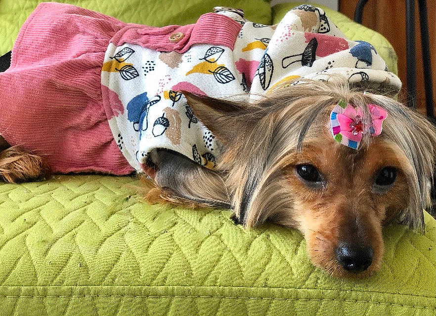 Kelly joined the competition — help win amazing prizes! australian_silky_terrier, australian_terrier, canidae, carnivore, companion_dog, dog, dog_bed, dog_breed, dog_clothes, linens, puppy, small_terrier, terrier, textile, toy_dog, yorkshire_terrier