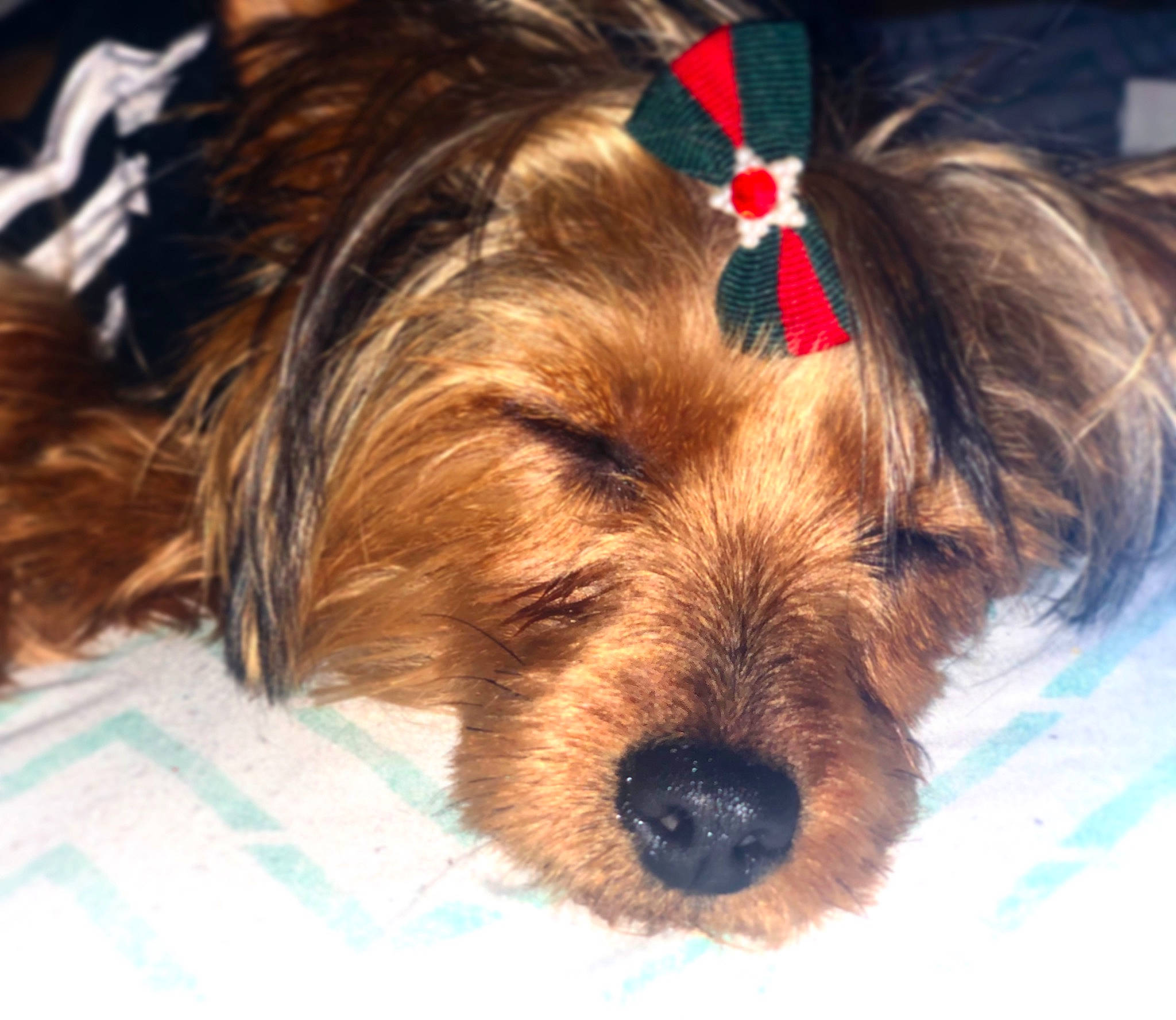 Kelly joined the competition — help win amazing prizes! australian_silky_terrier, australian_terrier, biewer_terrier, canidae, carnivore, companion_dog, dog, dog_breed, mammal, morkie, norfolk_terrier, puppy, puppy_love, schnoodle, small_terrier, snout, terrier, toy_dog, vertebrate, yorkshire_terrier