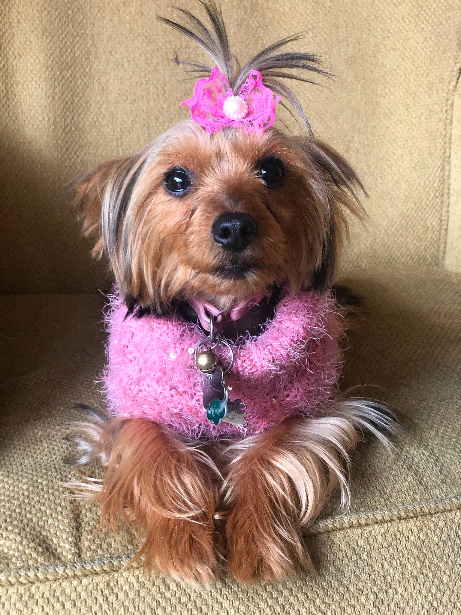 Kelly joined the competition — help win amazing prizes! australian_silky_terrier, biewer_terrier, canidae, carnivore, chinese_imperial_dog, companion_dog, dog, dog_breed, dog_clothes, maltepoo, mammal, morkie, puppy, rare_breed_dog, schnoodle, small_terrier, terrier, toy_dog, yorkipoo, yorkshire_terrier