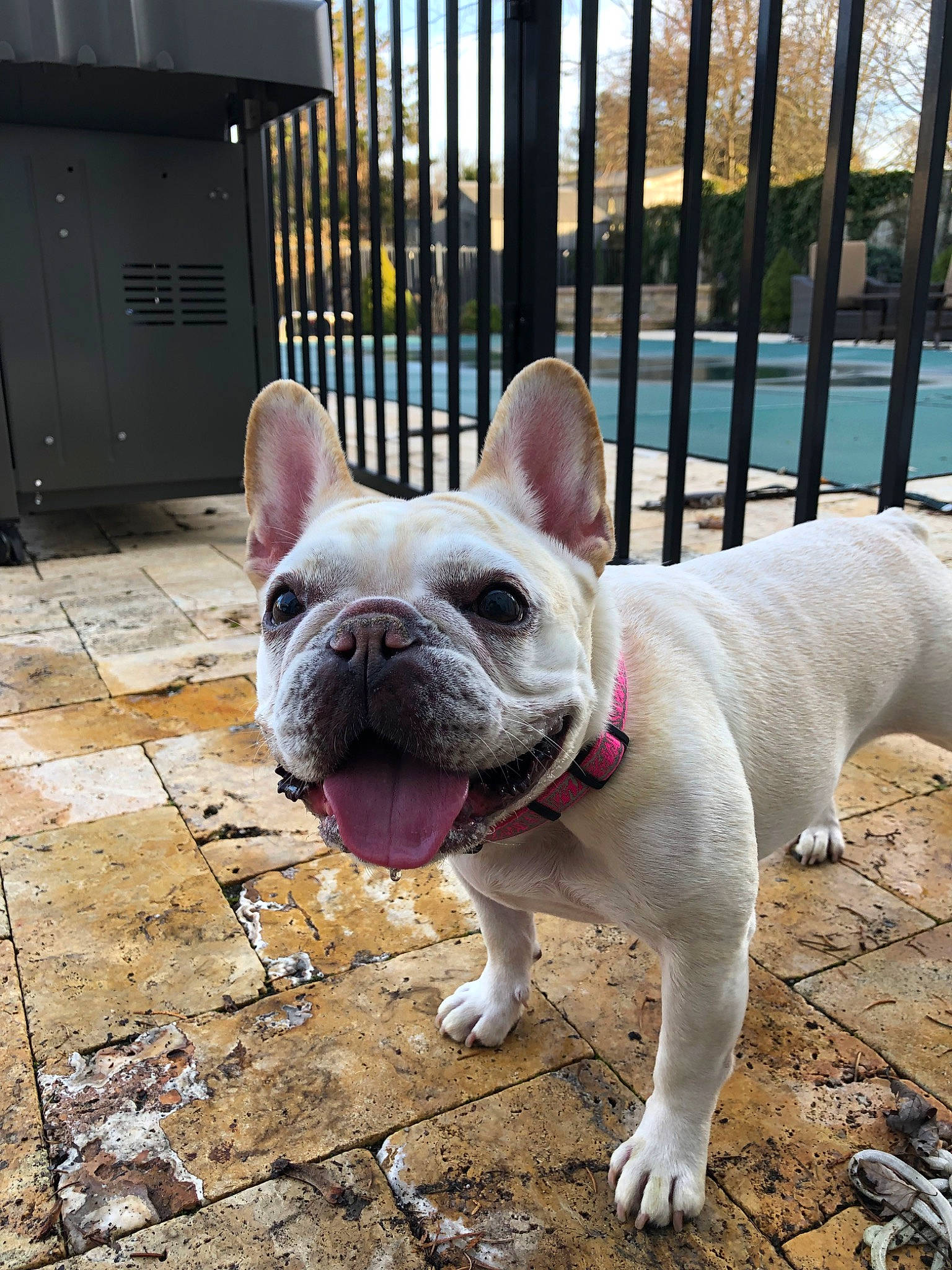 Louise is registered to the contest to win money with this photo: american_bulldog, australian_bulldog, bulldog, canidae, carnivore, companion_dog, dog, dog_breed, ear, fawn, french_bulldog, mammal, molosser, non_sporting_group, rare_breed_dog, snout, toy_bulldog, vertebrate
