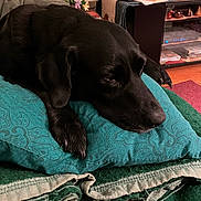 Smokey is registered to the contest to win money with this photo: dog, black_dog, pillow, blanket, indoor, living_room, television, furniture, flower, decor, relaxed, pet, resting, animal, cozy, couch, wood_floor, entertainment_center, home, leisure