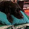 dog, black_dog, pillow, blanket, indoor, living_room, television, furniture, flower, decor, relaxed, pet, resting, animal, cozy, couch, wood_floor, entertainment_center, home, leisure