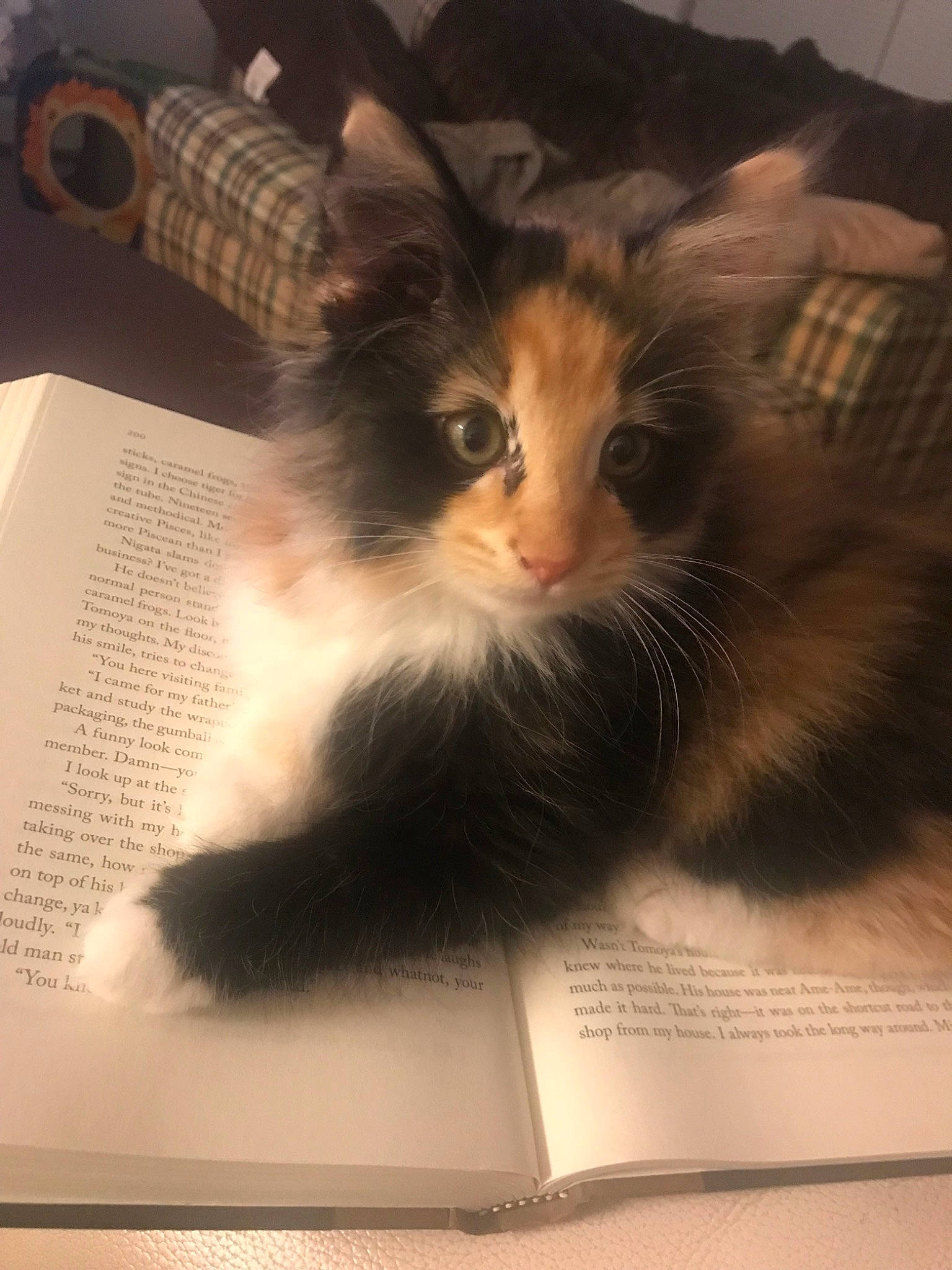 Layla joined the competition — help win amazing prizes! carnivore, cat, domestic_long_haired_cat, fawn, felidae, fur, kitten, norwegian_forest_cat, ragamuffin, small_to_medium_sized_cats, whiskers