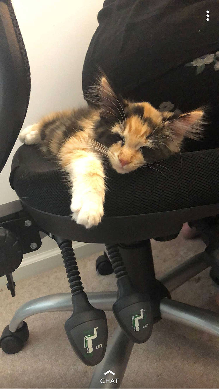 Layla joined the competition — help win amazing prizes! carnivore, cat, fawn, felidae, fur, kitten, small_to_medium_sized_cats, tail, whiskers