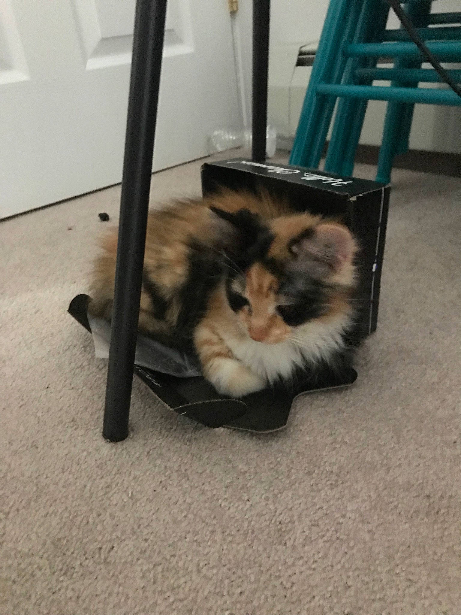 Layla is registered to the contest to win money with this photo: carnivore, cat, domestic_long_haired_cat, fawn, felidae, fur, kitten, mammal, ragamuffin, small_to_medium_sized_cats, whiskers