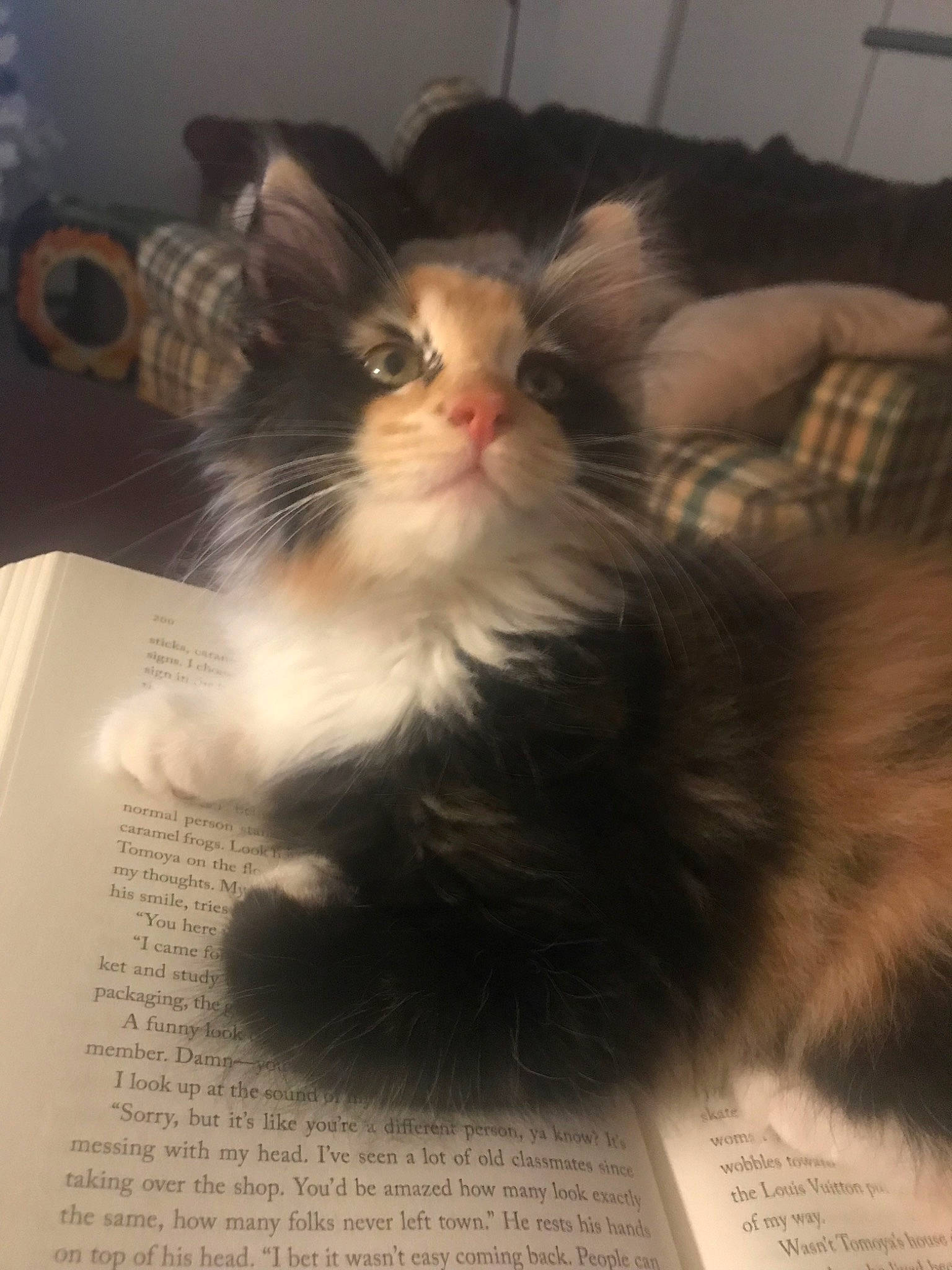 Layla joined the competition — help win amazing prizes! carnivore, cat, domestic_long_haired_cat, felidae, fur, kitten, maine_coon, norwegian_forest_cat, photo_caption, small_to_medium_sized_cats, whiskers
