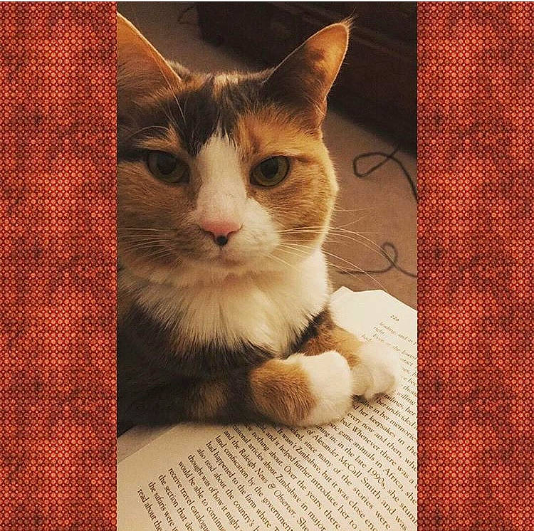 Roxeanne joined the competition — help win amazing prizes! aegean_cat, american_wirehair, asian, carnivore, cat, domestic_short_haired_cat, european_shorthair, felidae, fur, kitten, photo_caption, polydactyl_cat, sky, small_to_medium_sized_cats, snout, square, tabby_cat, whiskers