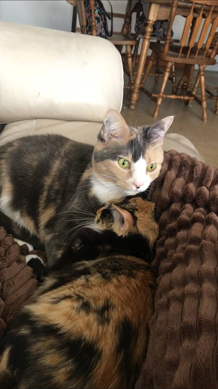 Roxeanne joined the competition — help win amazing prizes! american_shorthair, american_wirehair, asian, carnivore, cat, domestic_short_haired_cat, dragon_li, european_shorthair, felidae, fur, kitten, mammal, small_to_medium_sized_cats, sokoke, tabby_cat, vertebrate, whiskers