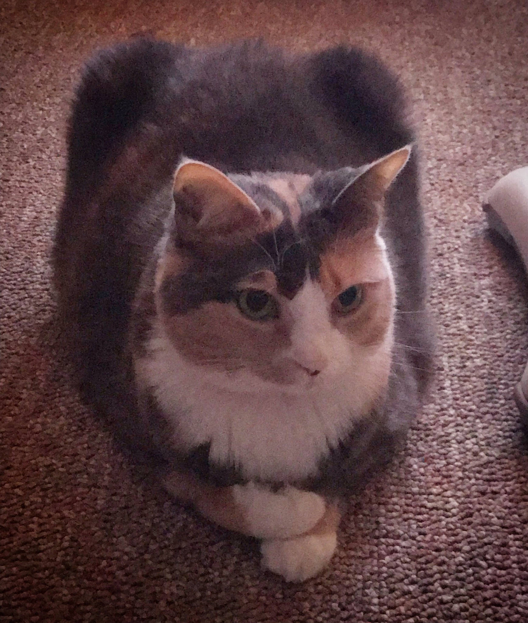 Roxeanne is registered to the contest to win money with this photo: american_wirehair, asian, carnivore, cat, domestic_short_haired_cat, ear, european_shorthair, eye, felidae, fur, kitten, polydactyl_cat, sky, small_to_medium_sized_cats, snout, tail, whiskers